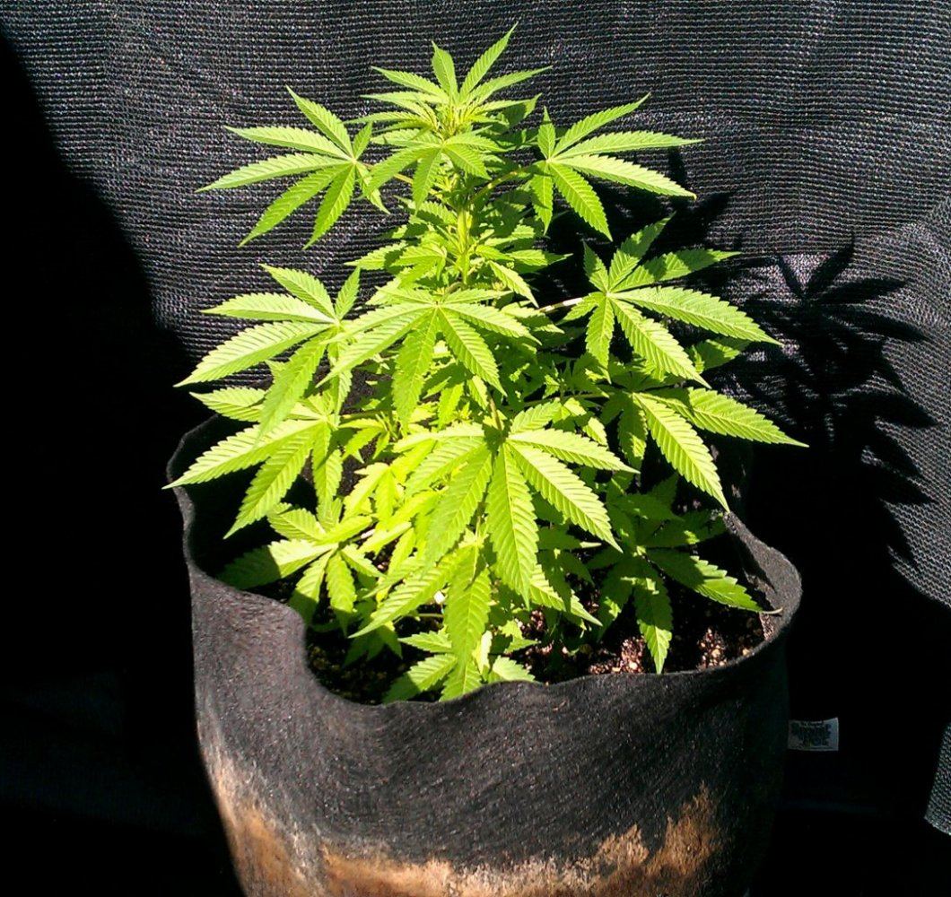 Bubba Kush x MC 3  7 days