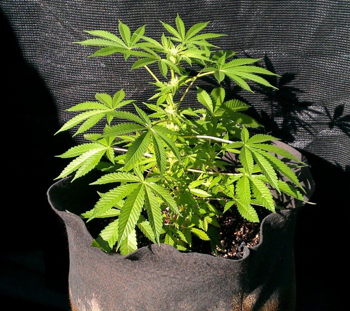Bubba Kush x MC 4  11 days