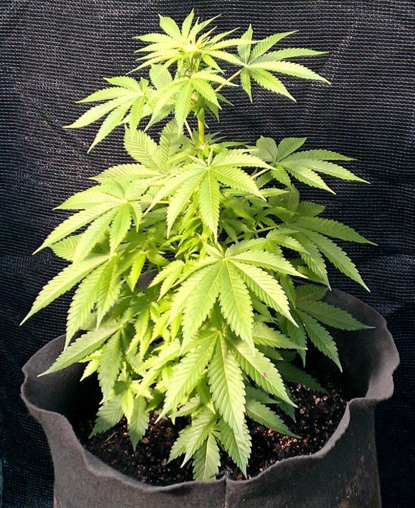Bubba Kush x MC 5  9 days