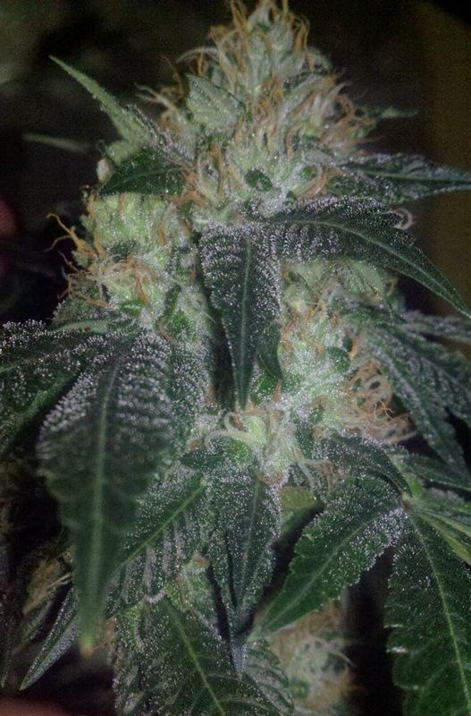 Bubba star