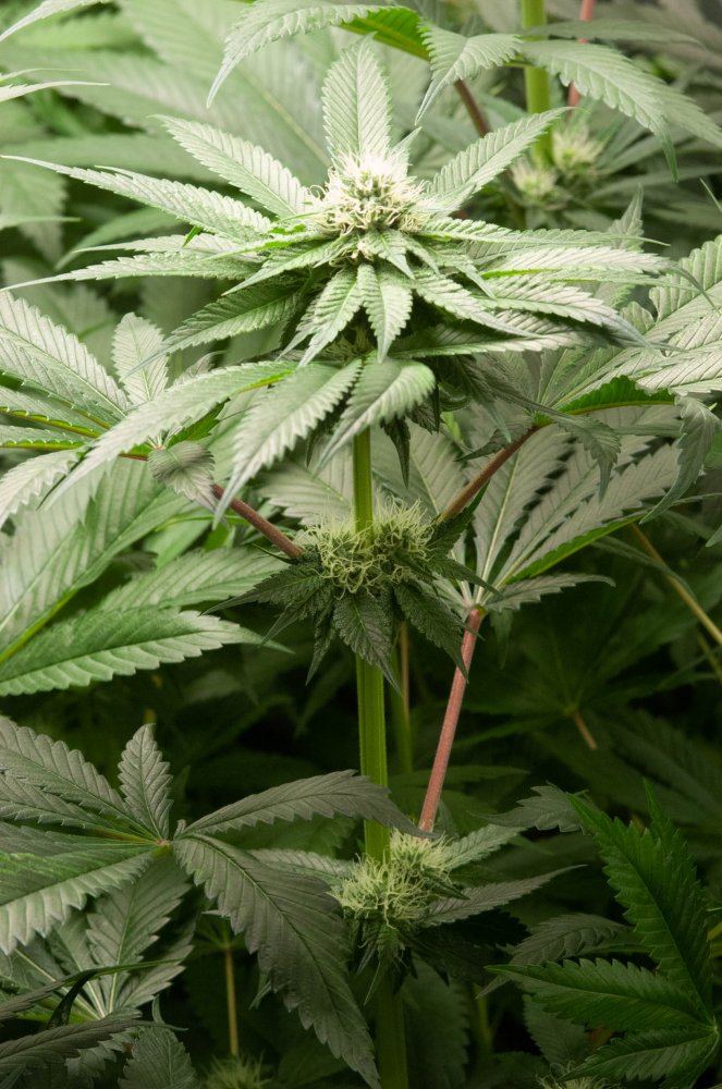 Bubba tent at 4 weeks 2