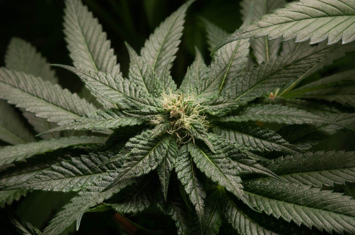 Bubba tent at 4 weeks 3