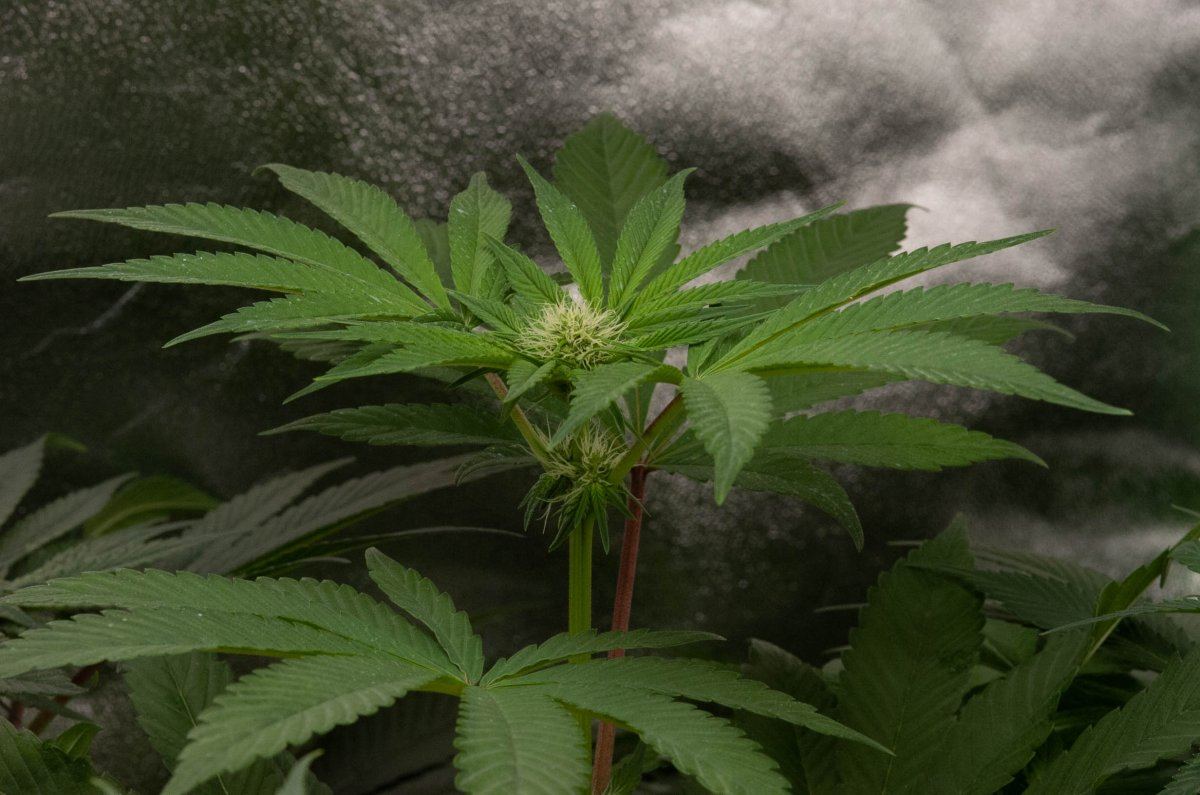 Bubba tent at 4 weeks 4