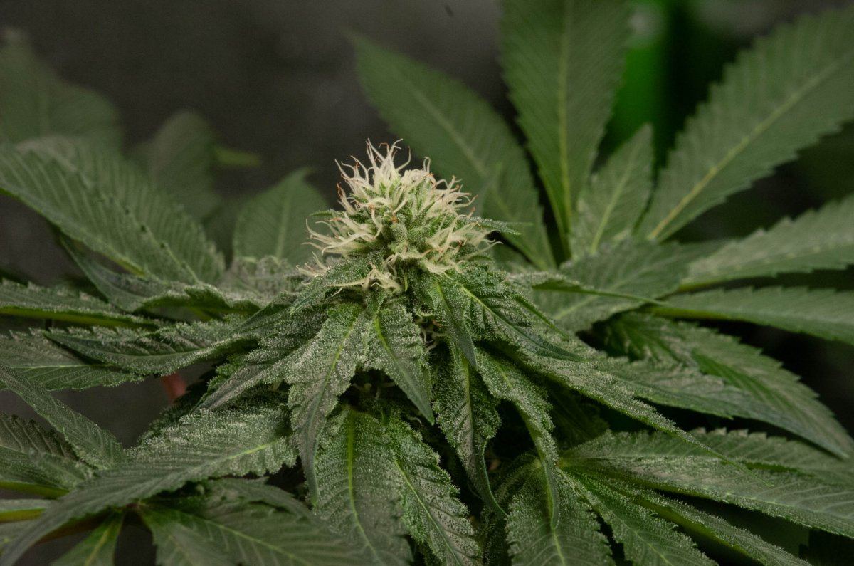 Bubba tent at 4 weeks 5