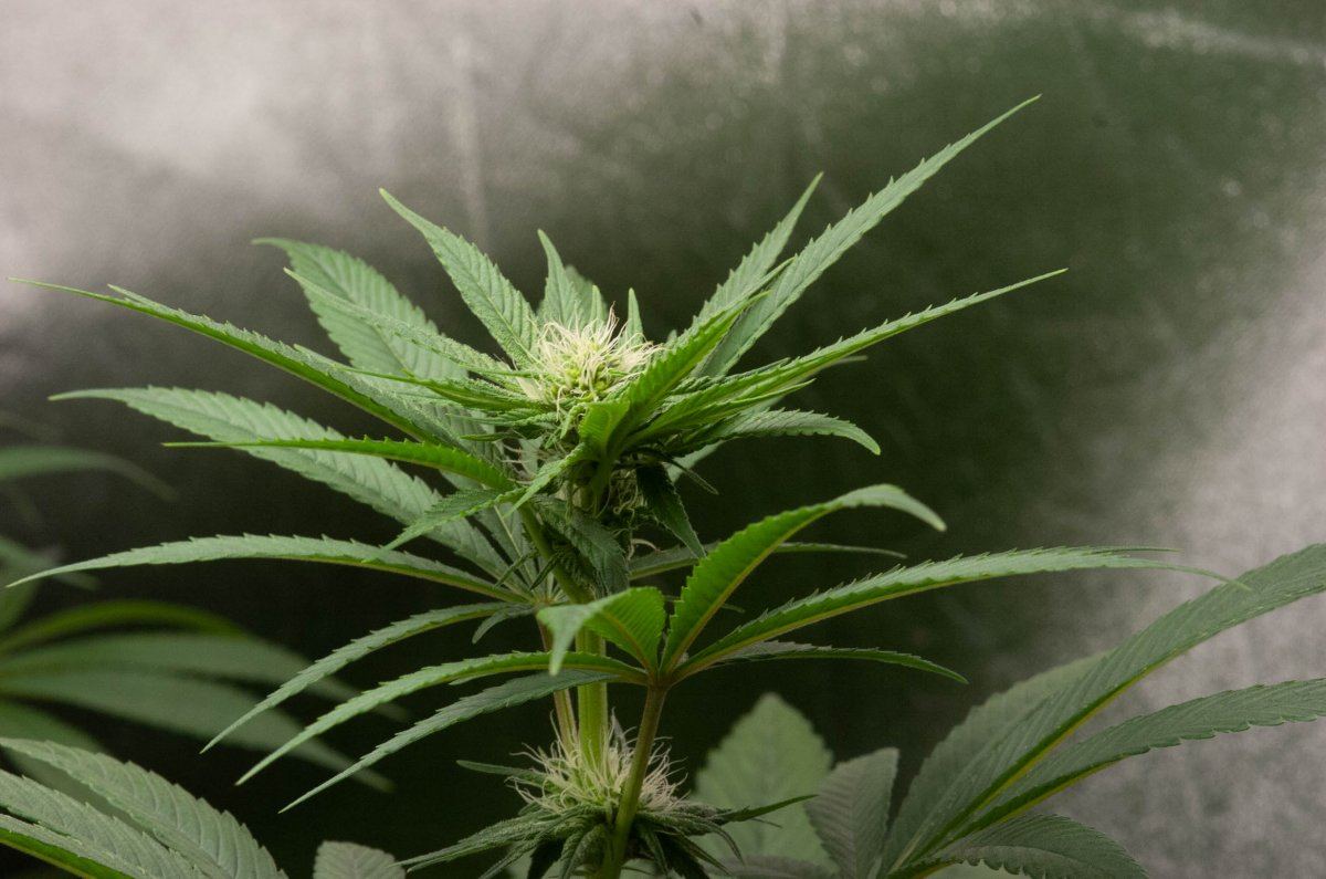 Bubba tent at 4 weeks
