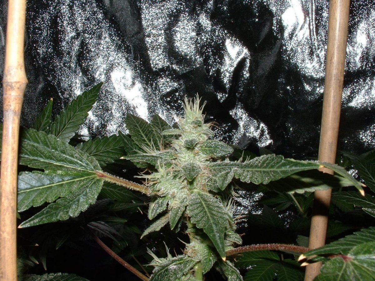 Bubba1