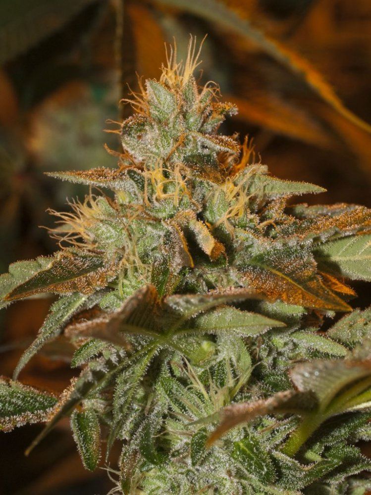Bubba1