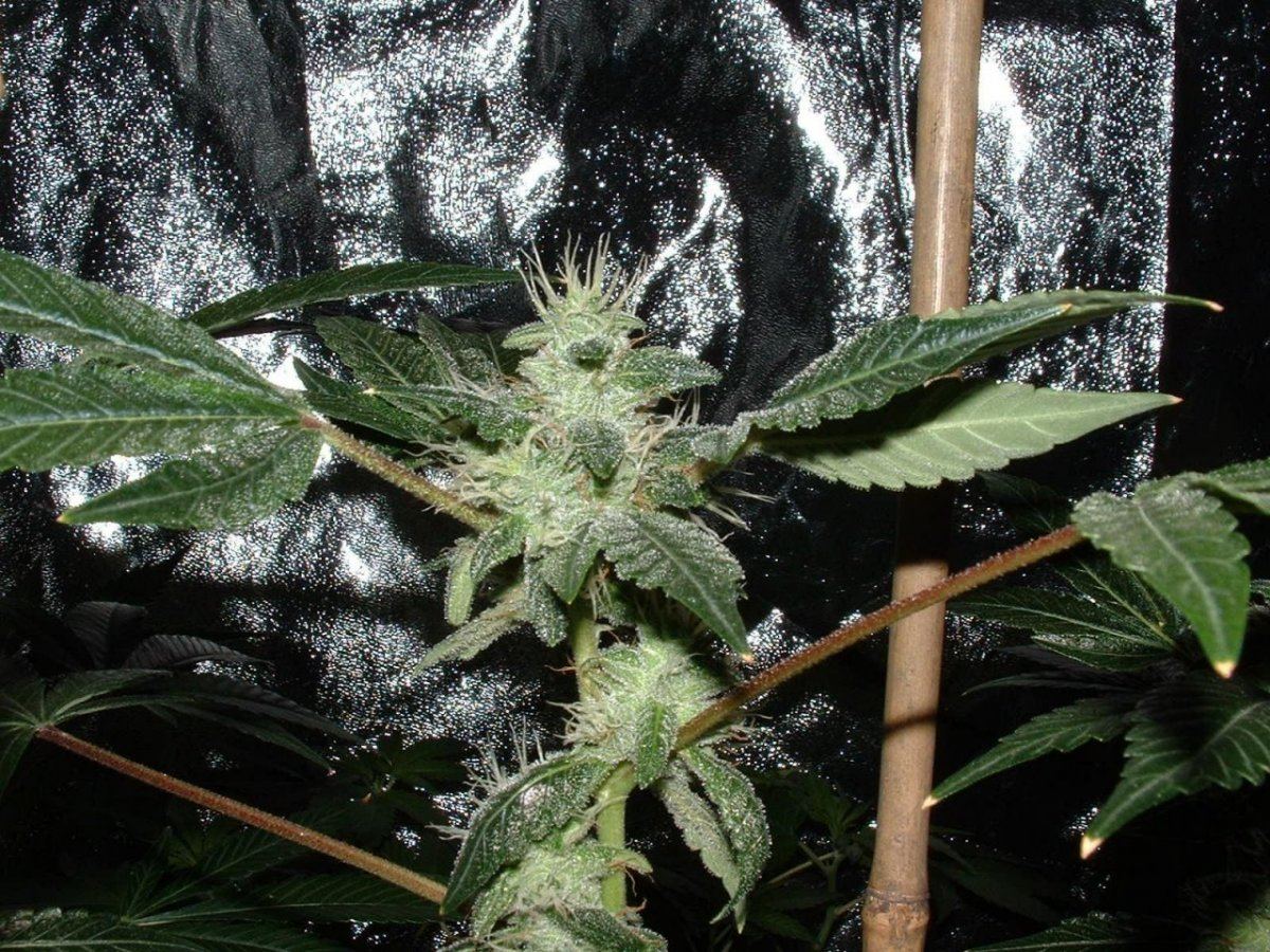 Bubba2