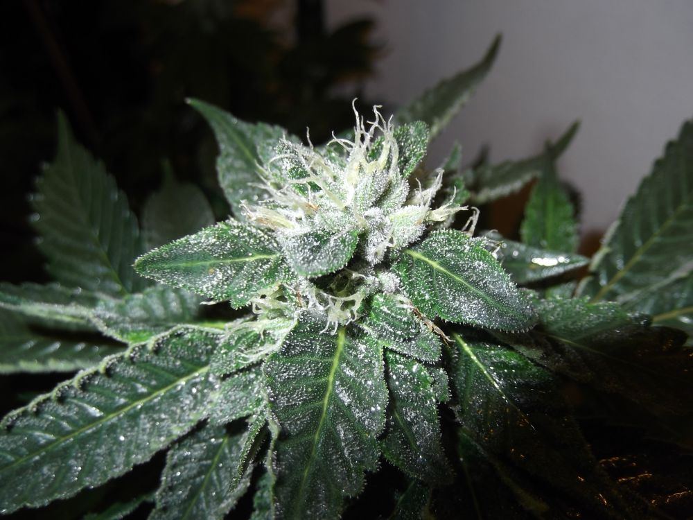 Bubba2