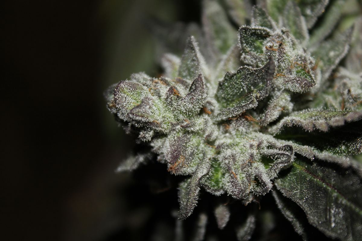 BUBBA2