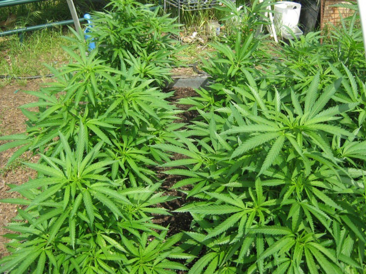 Bubba4 28