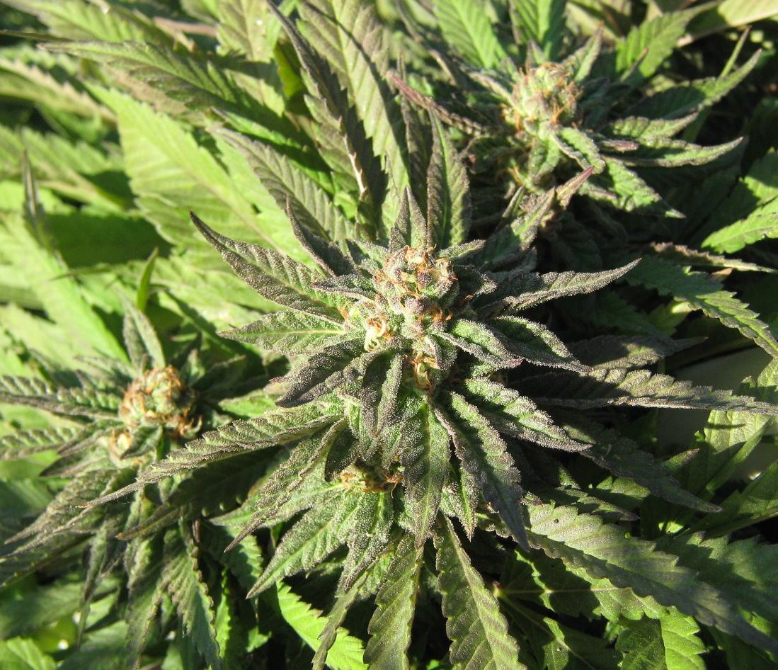 Bubba5 27