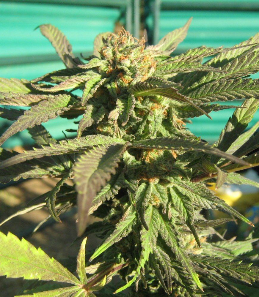 Bubba6 4c