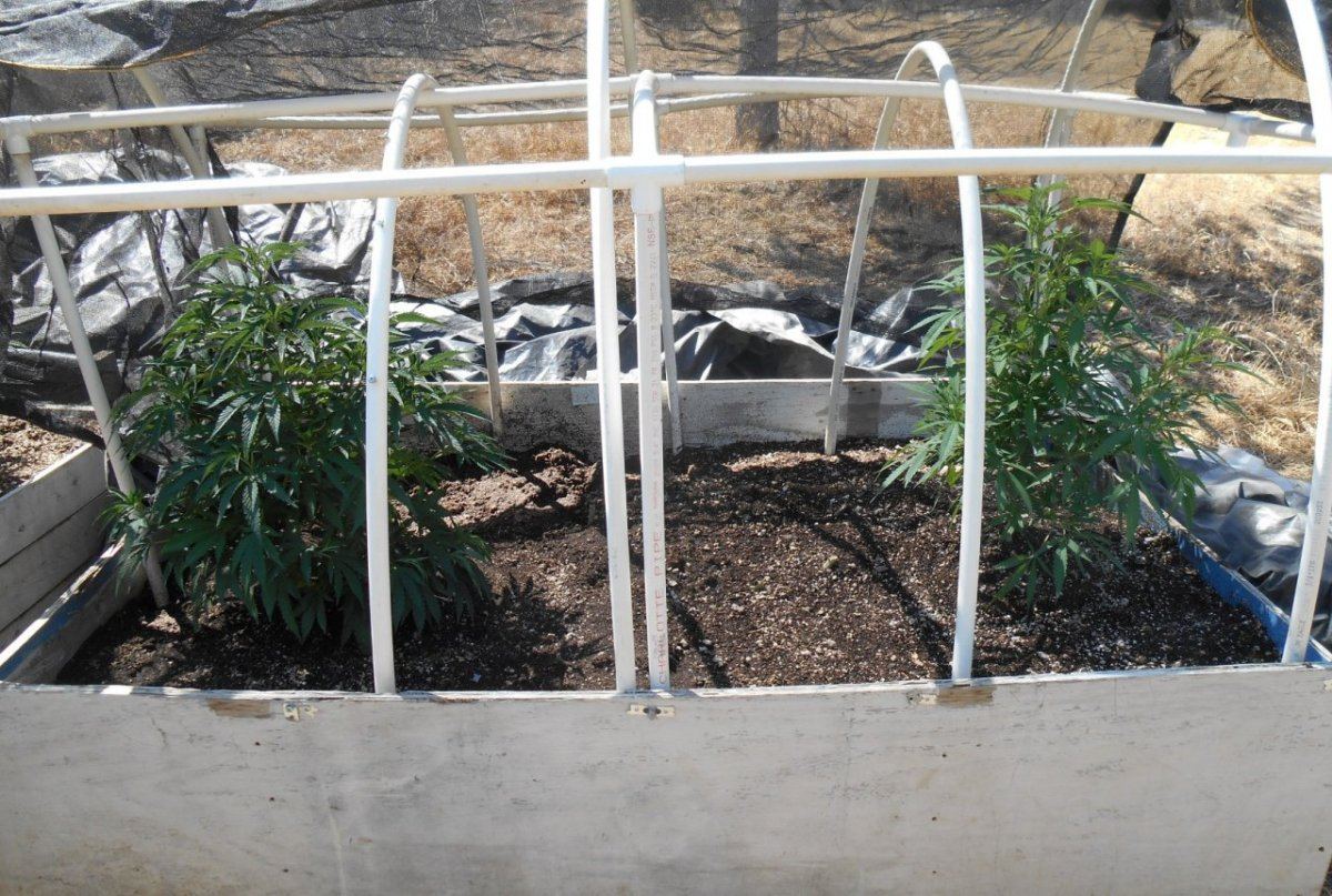 Bubba and Tropicoma623
