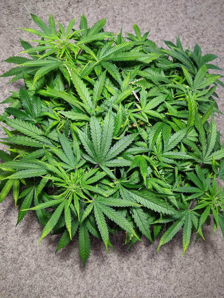 Bubba topview