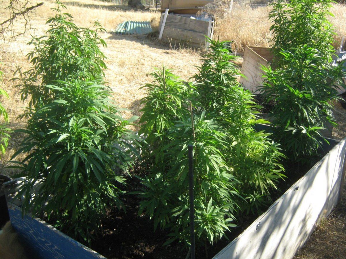 Bubbabed618