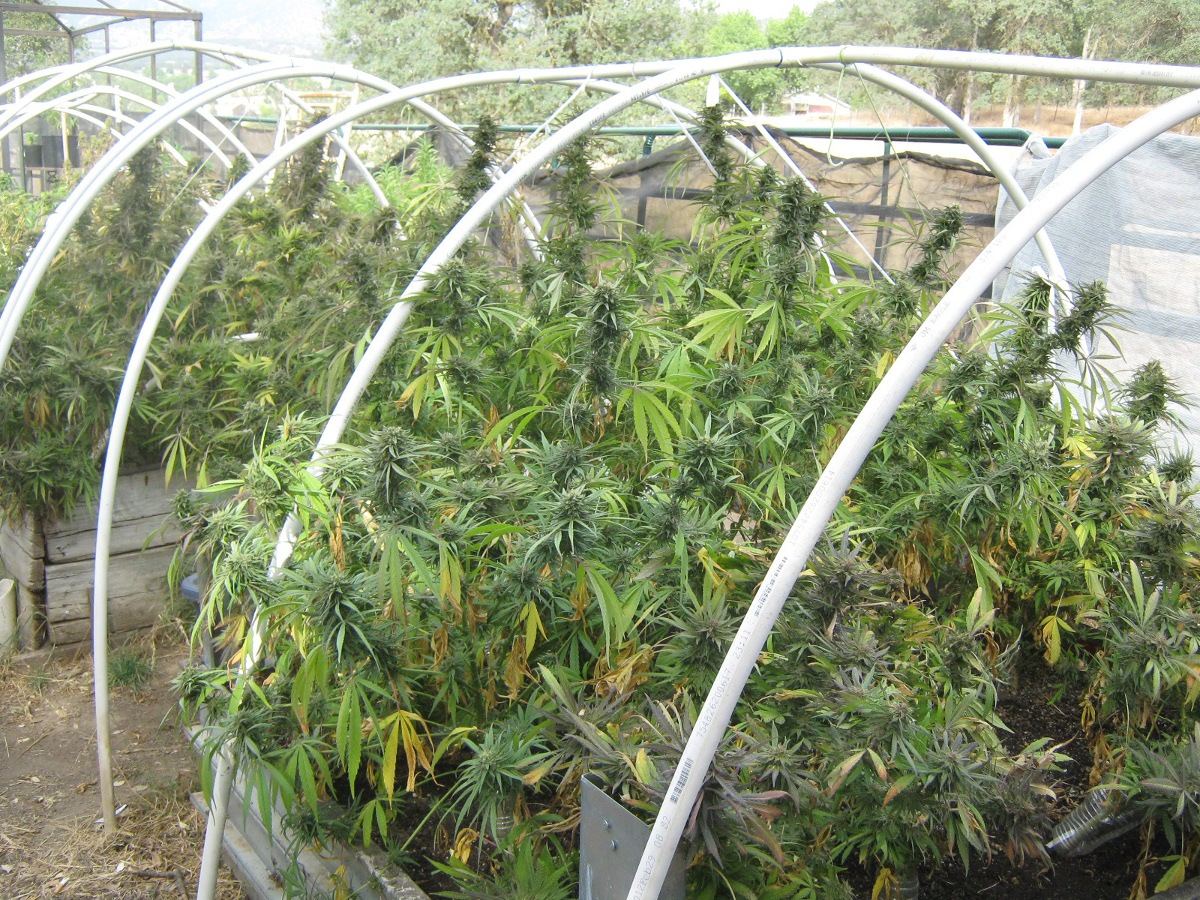 Bubbabed6 17