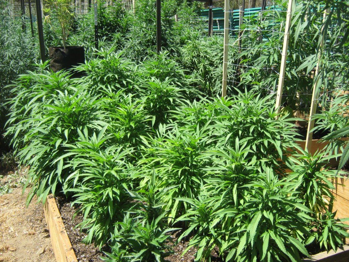 Bubbabed7 31