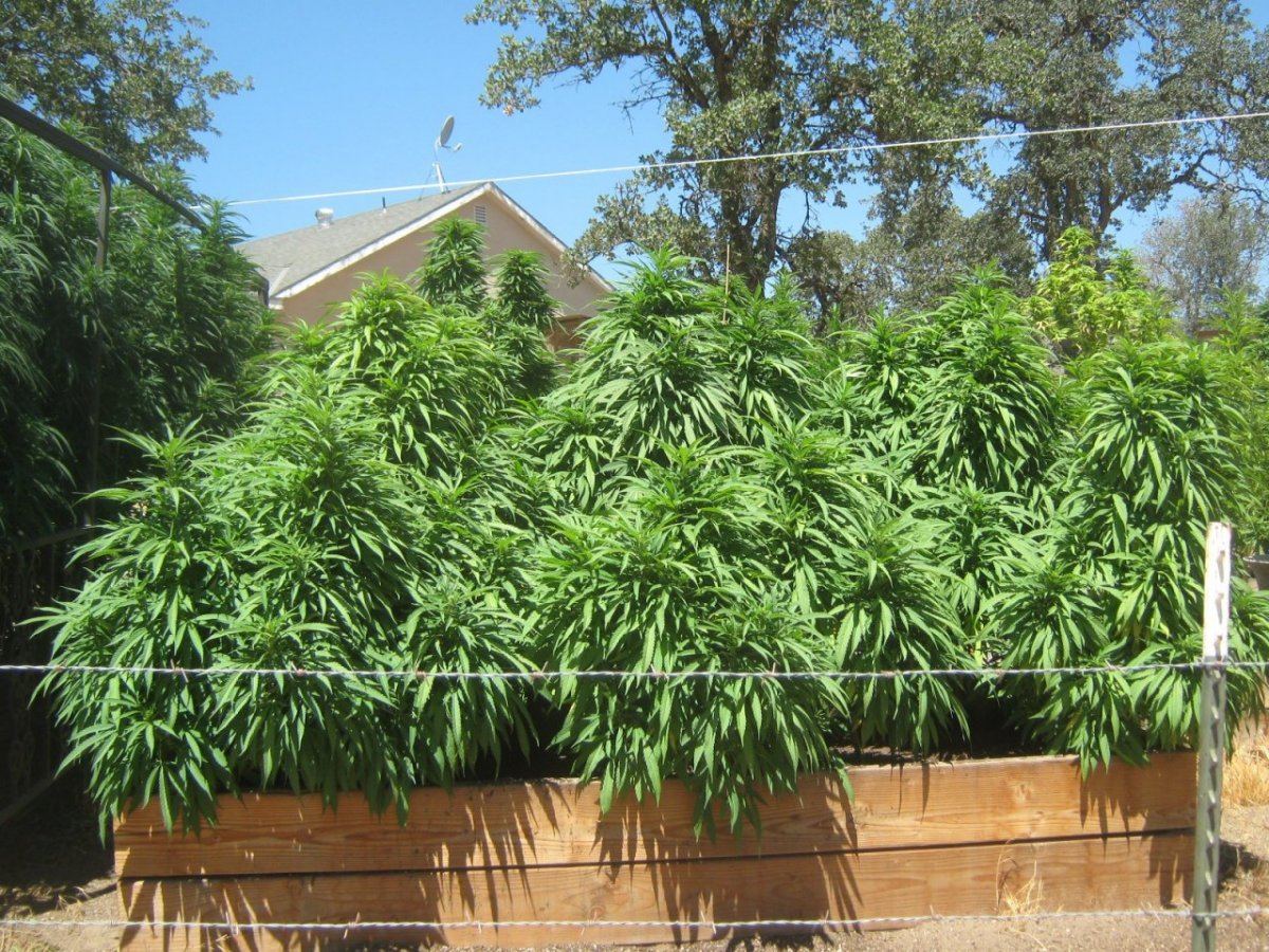 Bubbabed815