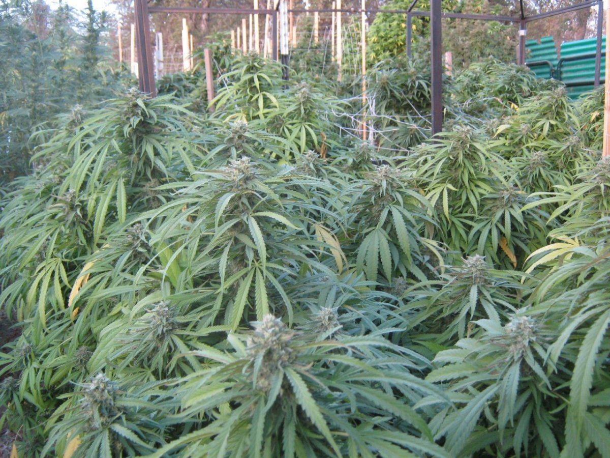 Bubbabed9 23
