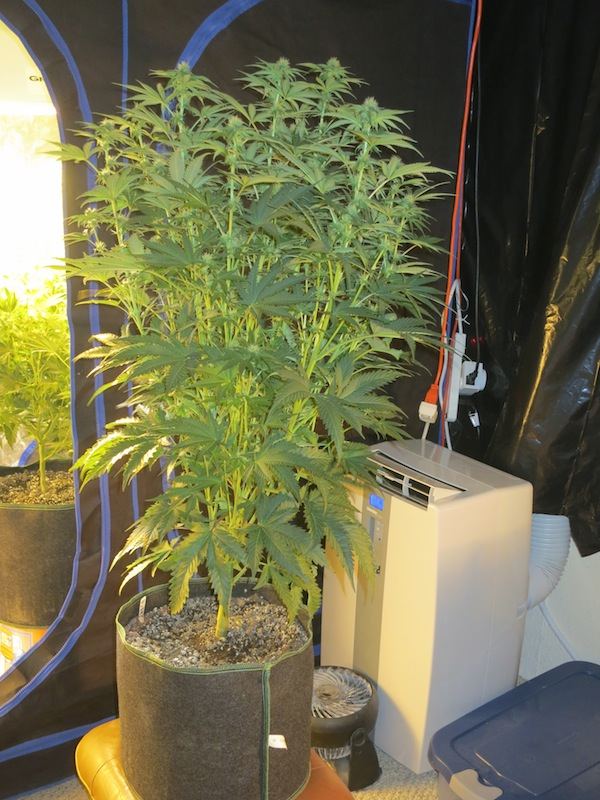 BUBBABEFORE sf
