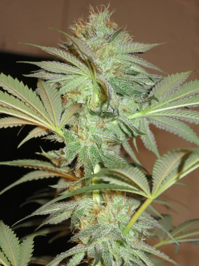 BUBBABELLY sf