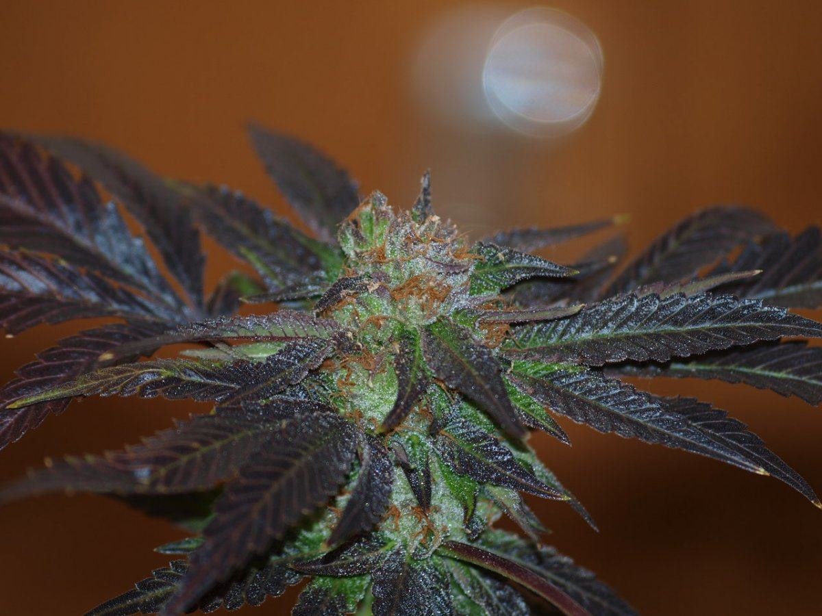 Bubbaberry 3