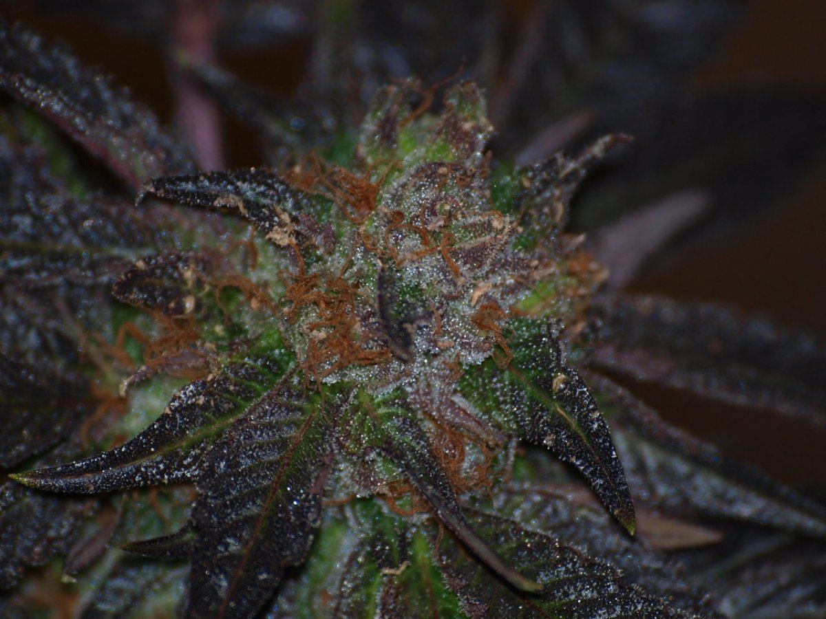 Bubbaberry 6