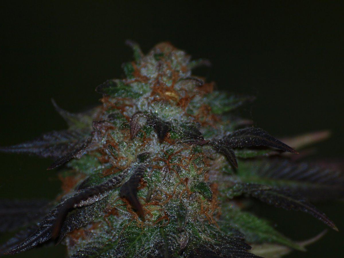 Bubbaberry6
