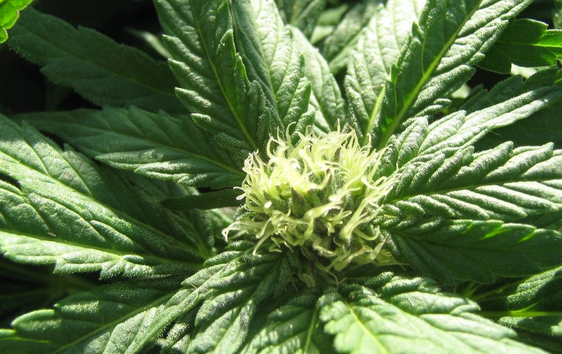 Bubbabud5 2