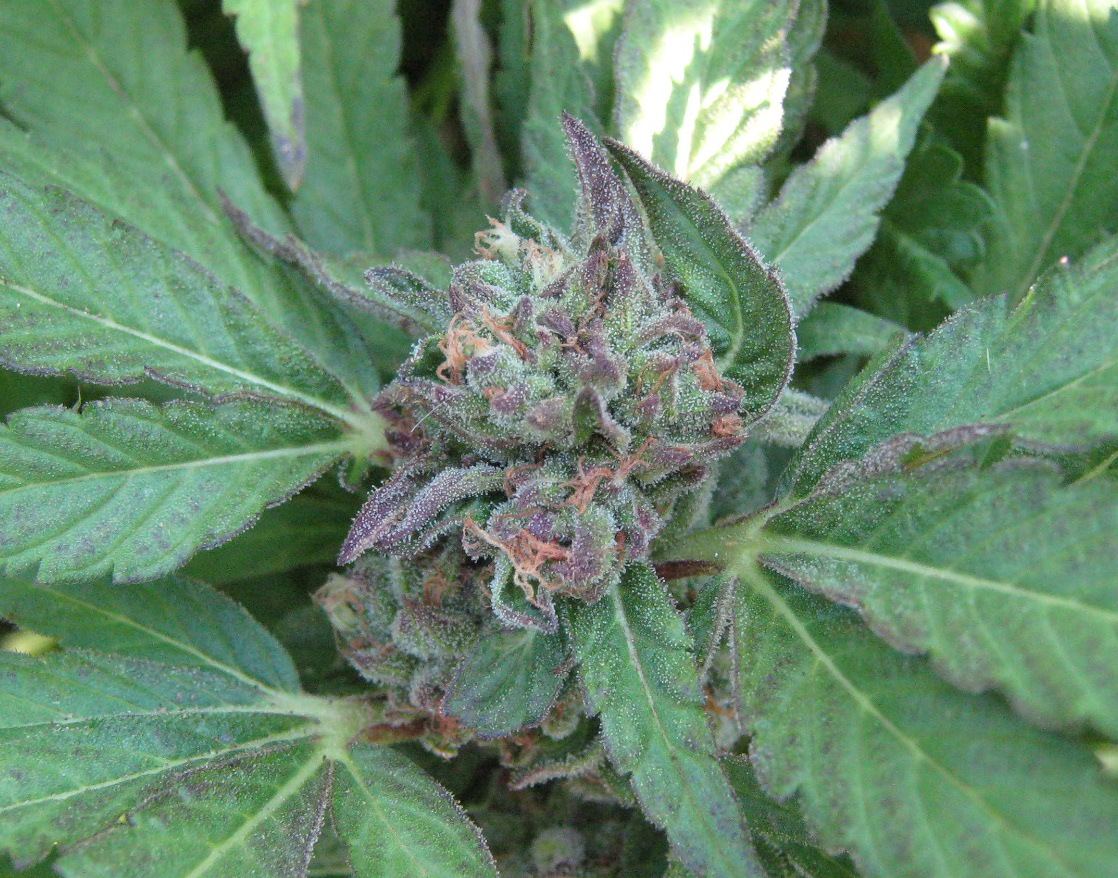 BubbaBud5 24