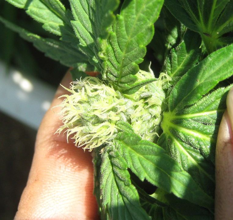 Bubbabud5 3