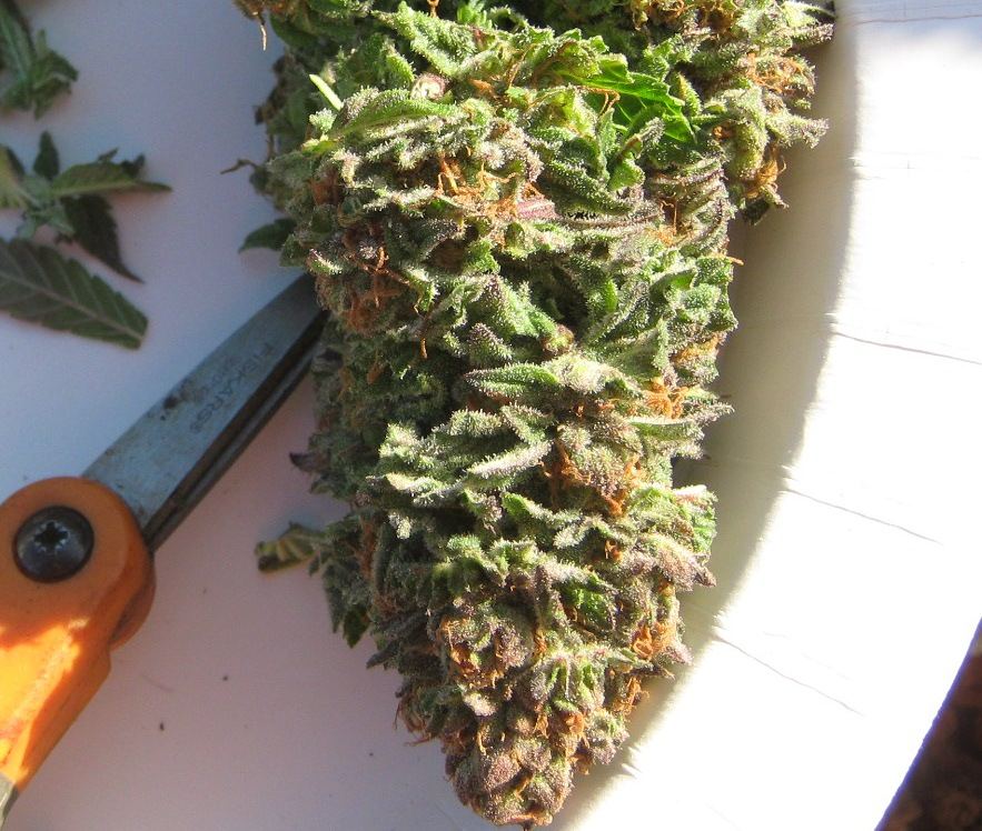 Bubbabudclose6 6