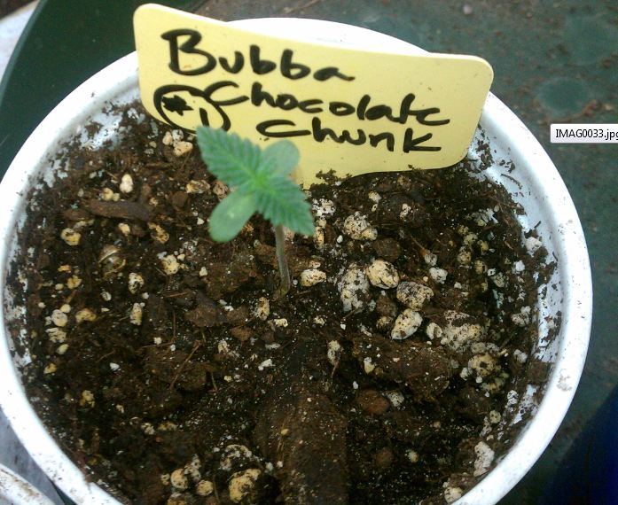 Bubbachoc