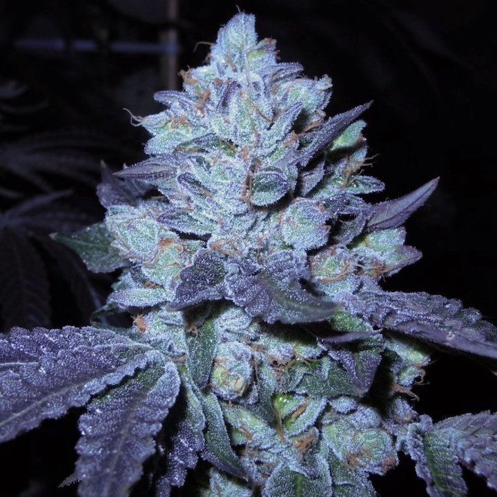 Bubbacookies moe