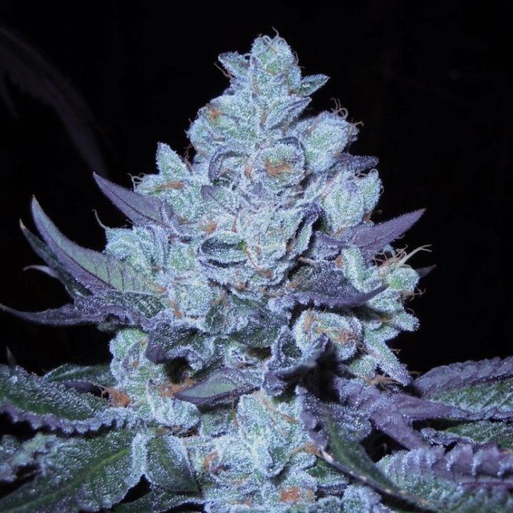 Bubbacookies moe1