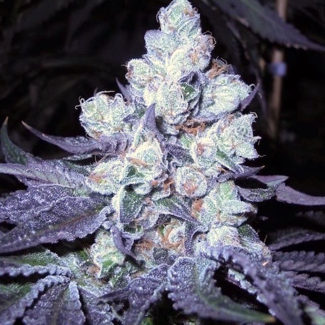 Bubbacookies moe3