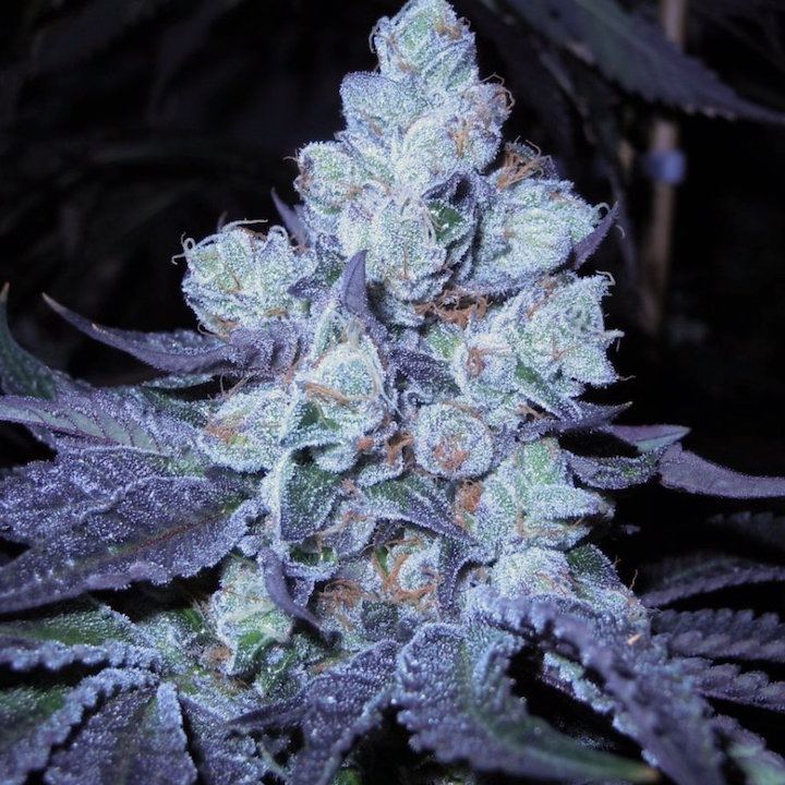 Bubbacookies moe3