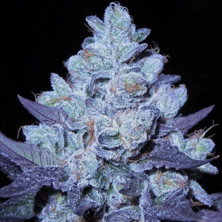 Bubbacookies moe5