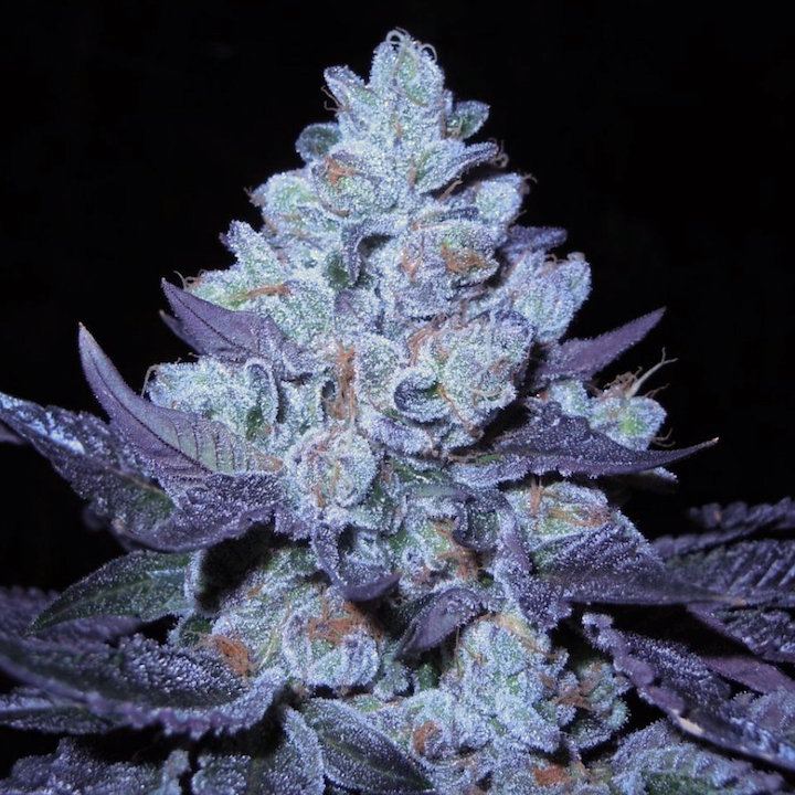 Bubbacookies moe6
