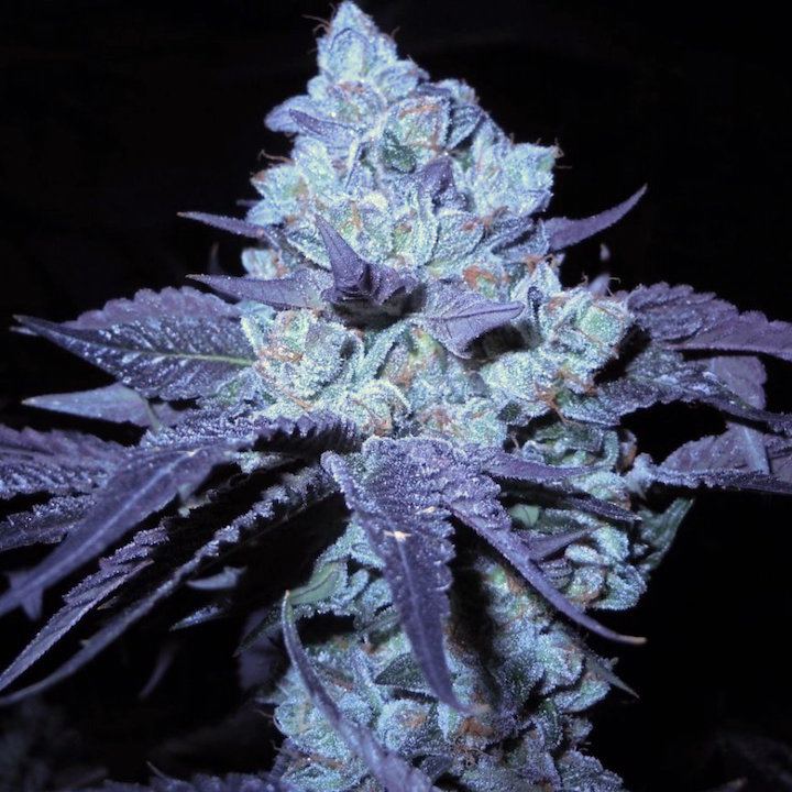 Bubbacookies moe7