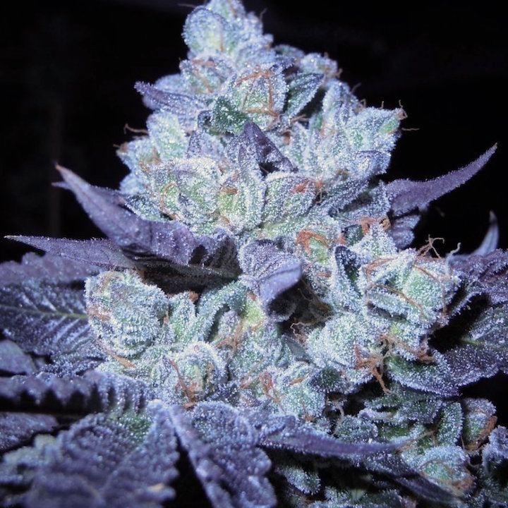 Bubbacookies moe8