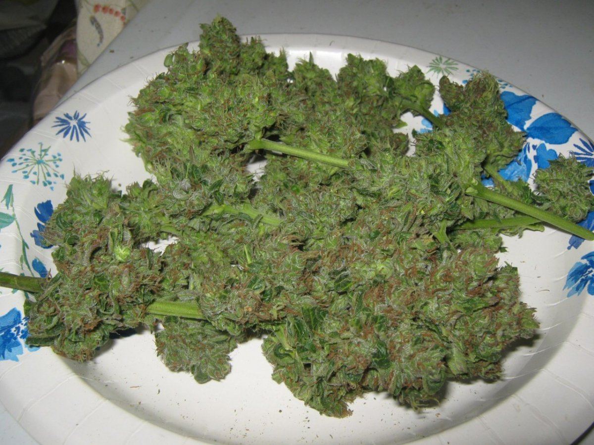 Bubbagoldtrimed6 6