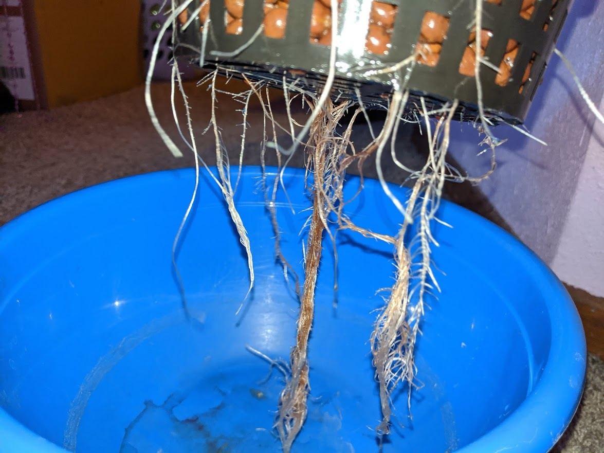 Bubbagum roots