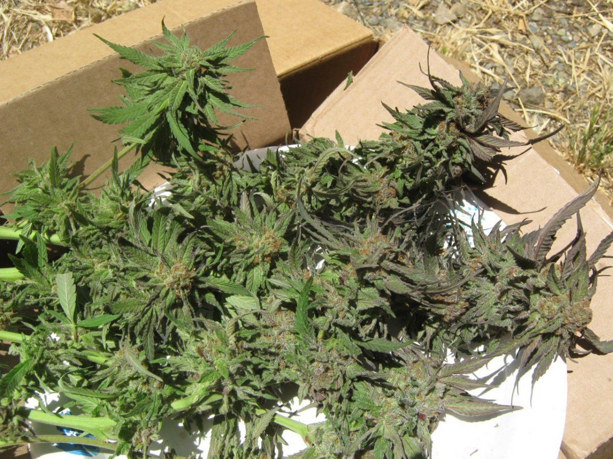 Bubbaharvest6 12