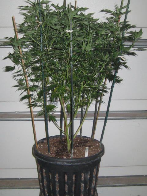 Bubbajones