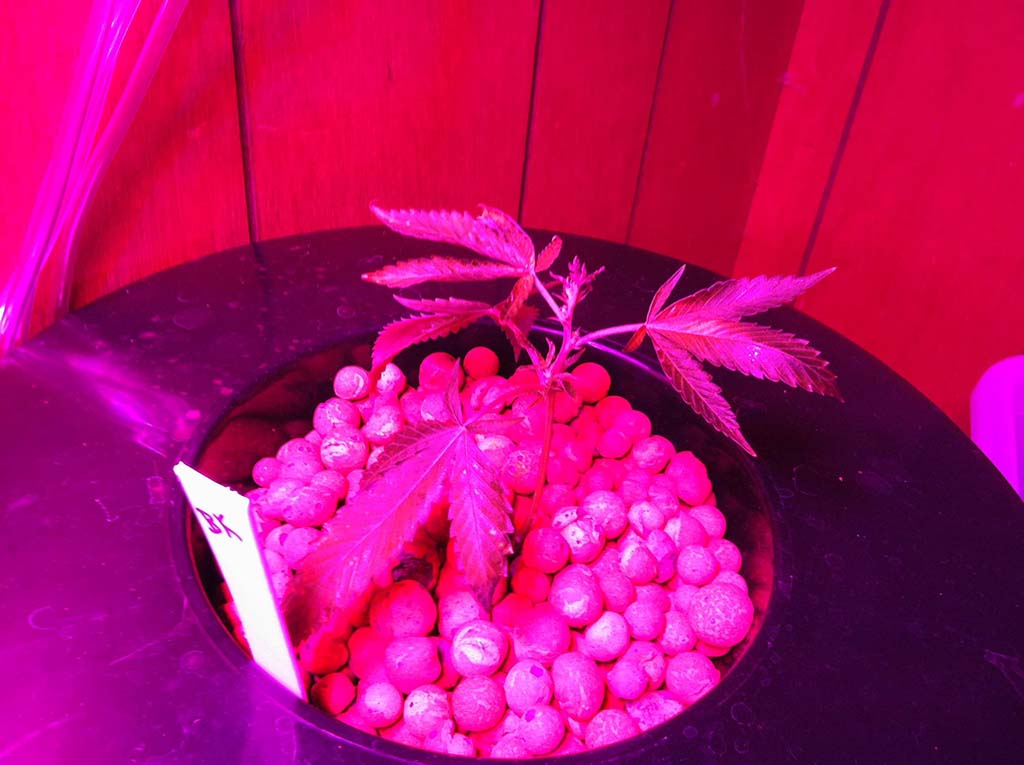 Bubbakush