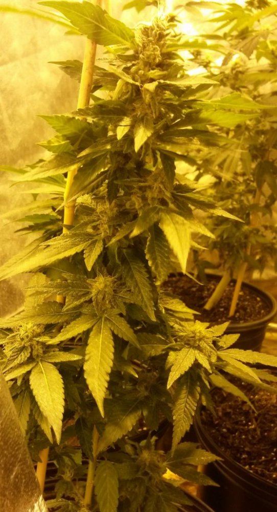 BubbaKush 