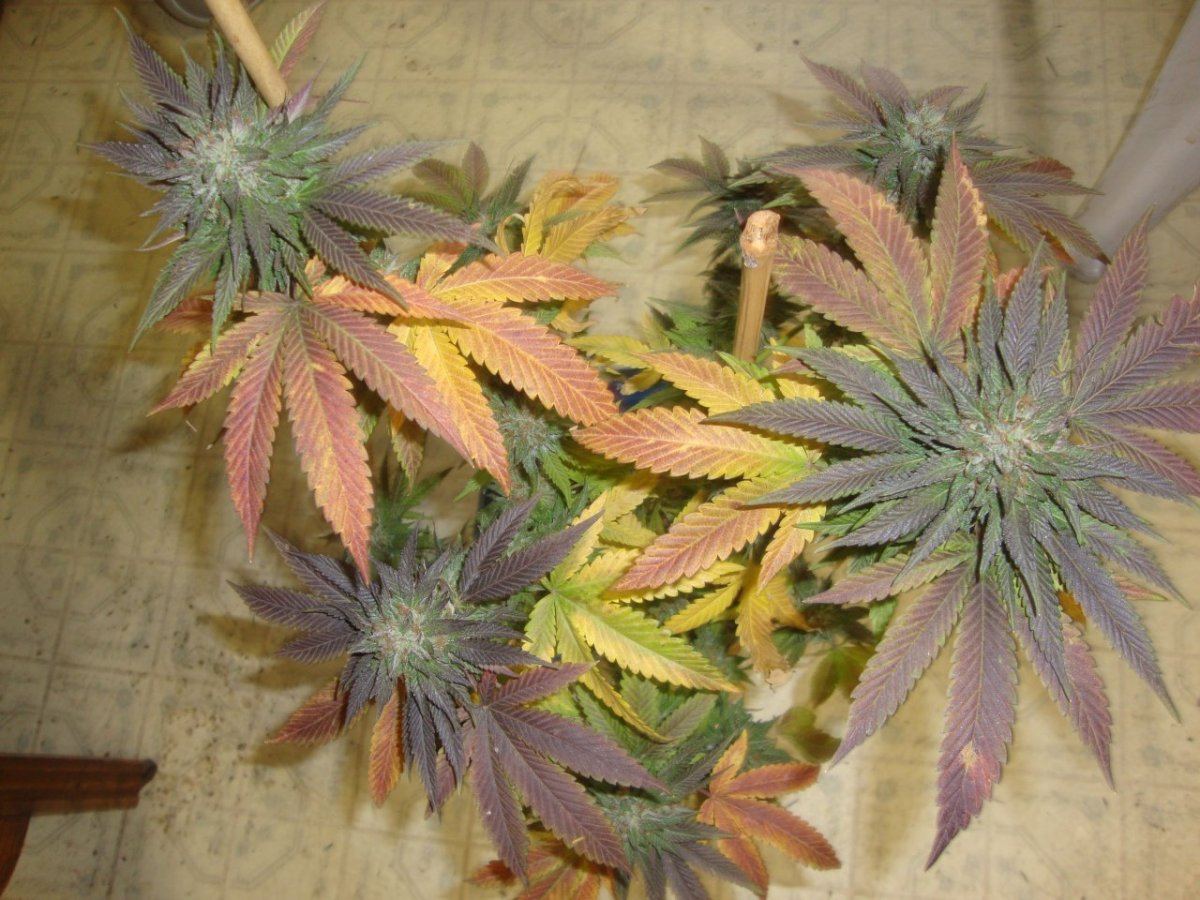 Bubbakush outdoor2013