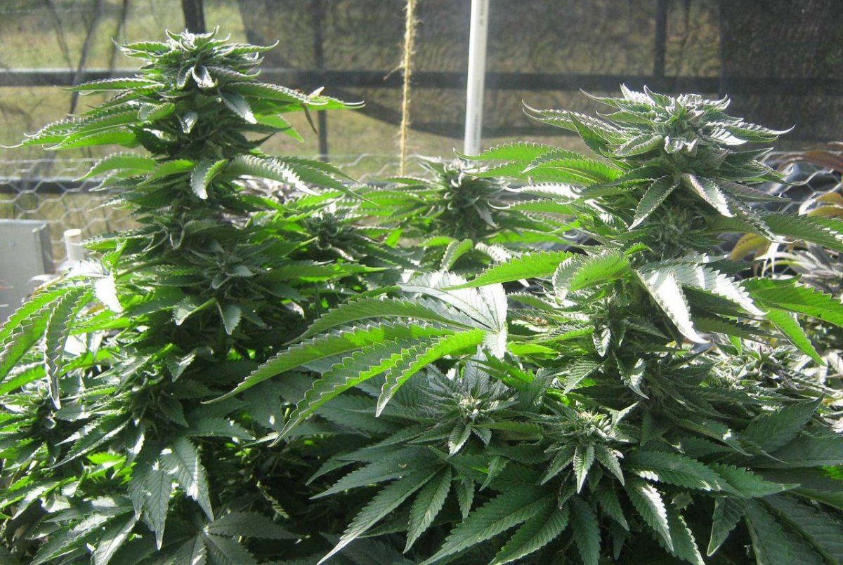 Bubbakush3